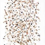 <strong>Connectivity In Browns</strong><br />
acrylic on canvas 40” X 30” Connectivity - browns