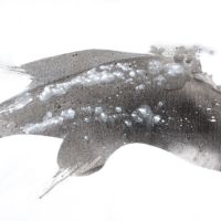 <strong>Now that's speed.</strong>© <br /> 60" X 36" Now that's speed © Murry Handler